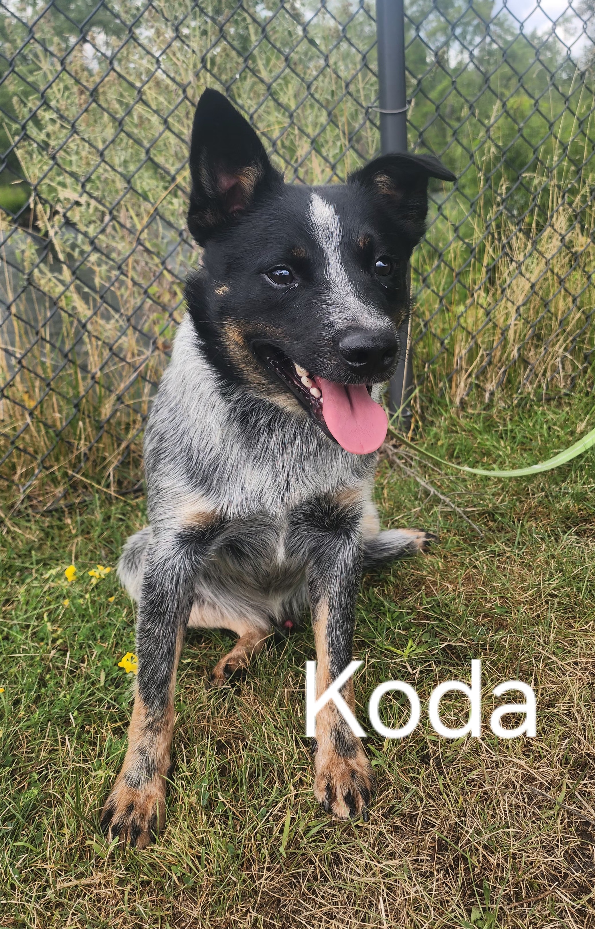 koda.jpg