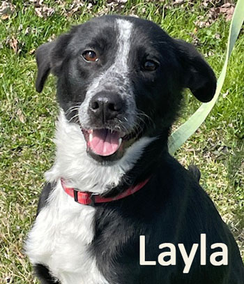 layla2.jpg