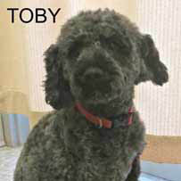 Toby's Story